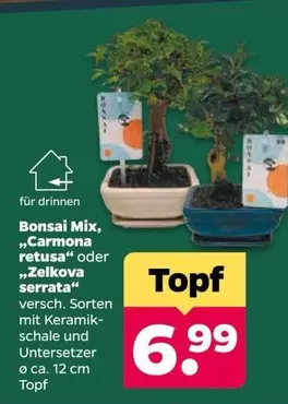 Keramik - Bonsai Mix, "Carmona retusa" oder "Zelkova serrata"